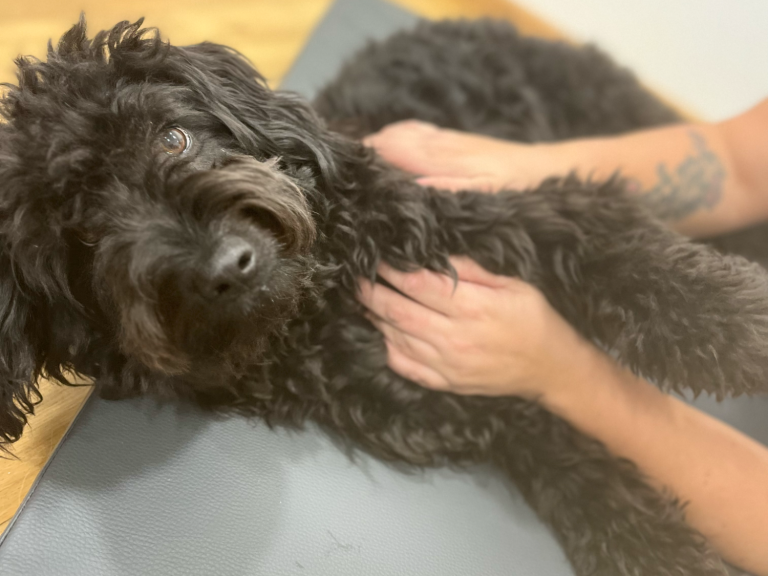 Hundephysiotherapie Jöhlingen Massage beim Hund