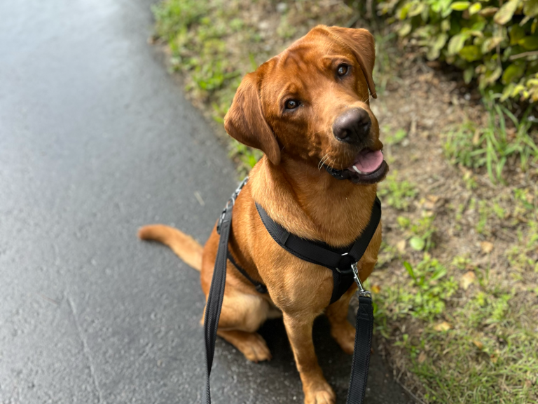 Hundetraining Jöhlingen - Hund beim Spaziergang Hund beim Spaziergang - Dogmotion